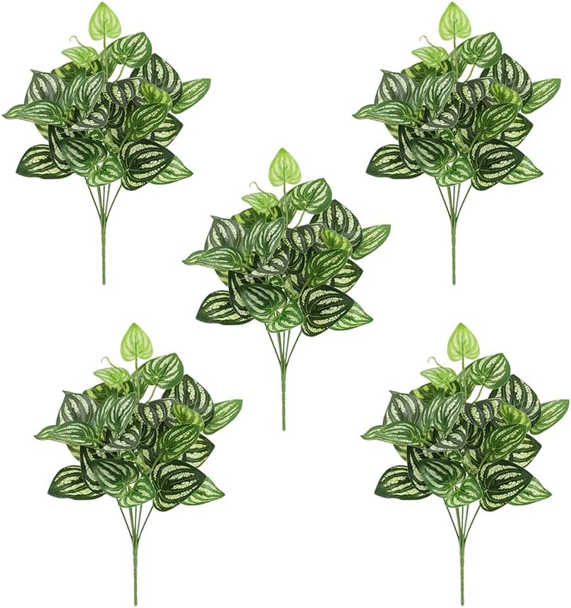 5 ชิ้นแตงโม Peperomia ประดิษฐ์ - Peperomia Watermelon บทวิจารณ์และราคา