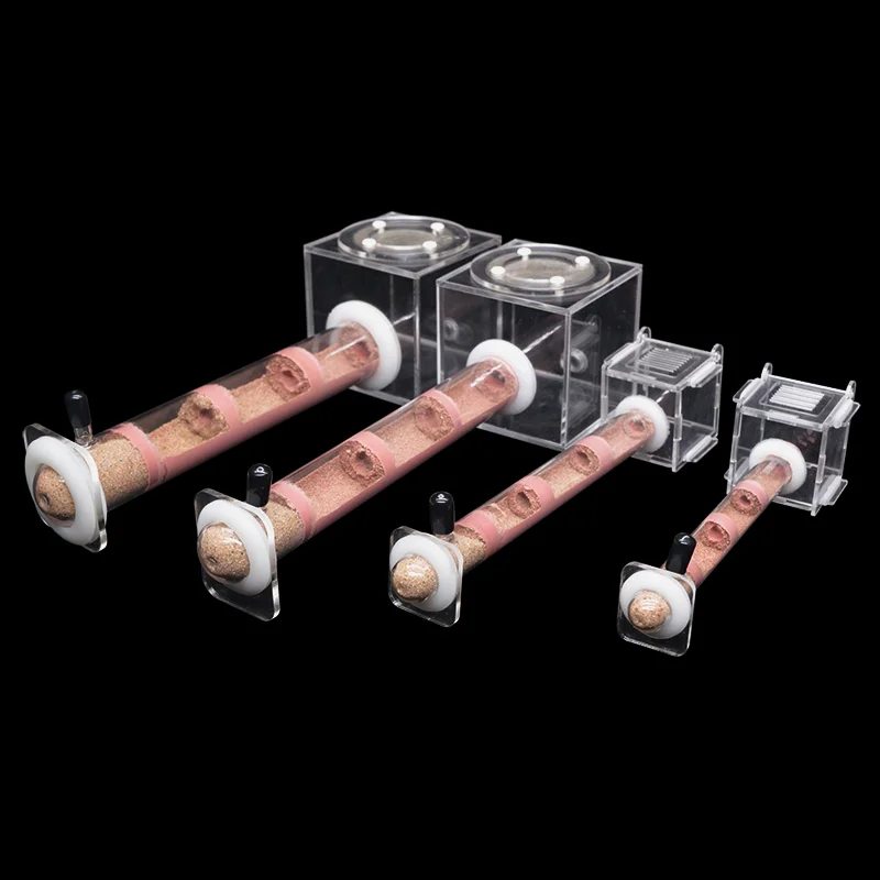 ชุดสร้างฟาร์มมดนขนาดต่างๆ ด้วย - Begonia Rex บทวิจารณ์และราคา